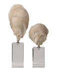 Oyster - Shell Sculptures (Set of 2) - Beige