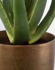 Arabia - Aloe Planter - Brown