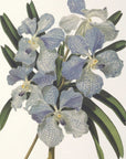 Orchid - Botanical Framed Prints (Set of 6) - Black / Blue / Gold / Green / Orange / Pink / Purple / Red