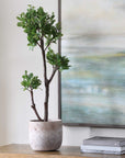 Arbor Strawberry - Tree - Brown / Green