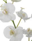 Glory - Orchid
