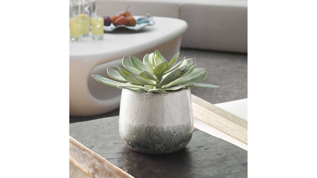 Dudleya - Outdoor Succulent - Gray / Green