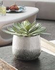 Dudleya - Outdoor Succulent - Gray / Green