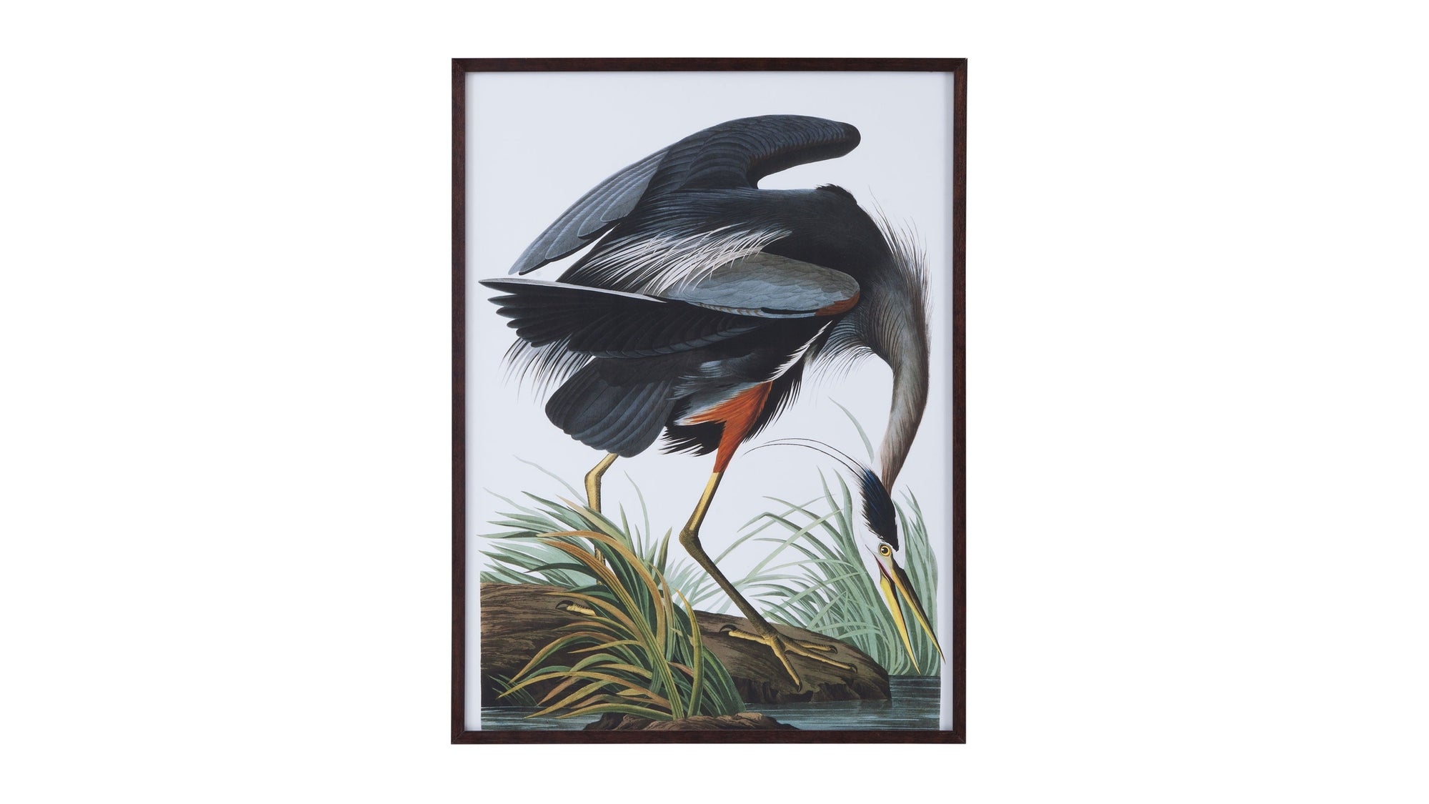 Audubon Great Blue Heron Framed Print - Gray