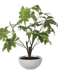 Pachira - Money Tree - White