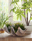 Seaside Breeze - Succulents - Light Brown