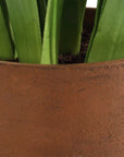 Sincerity - Potted Hyacinth Plant - Green