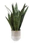 Sansera Snake - Accent Plant - Green