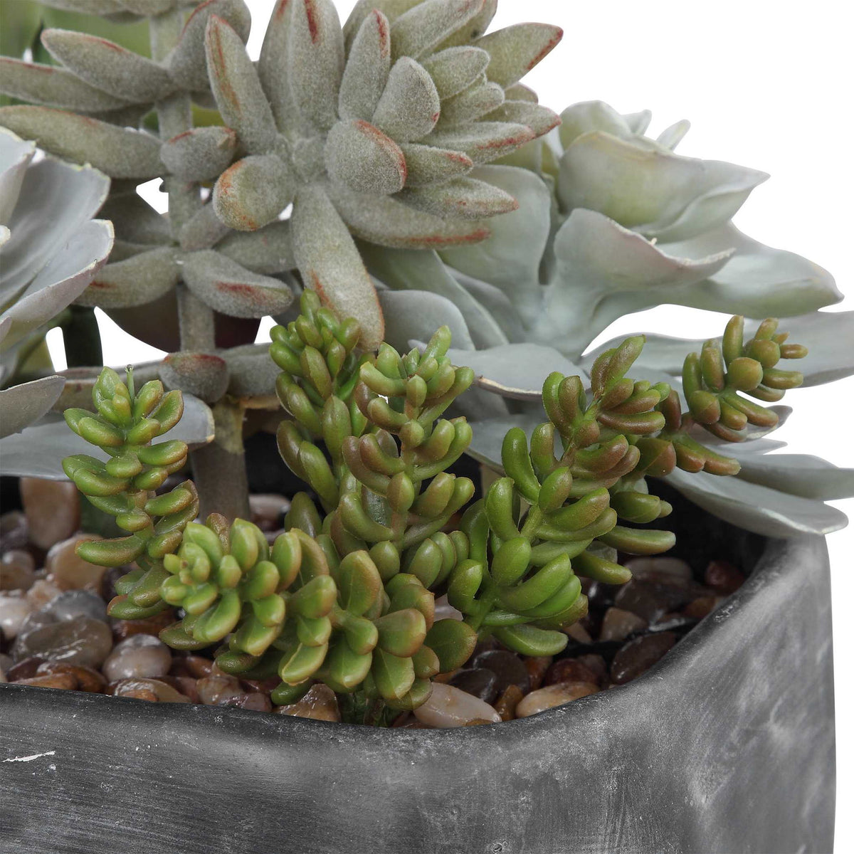 Alverio - Desert Garden Succulents - Gray