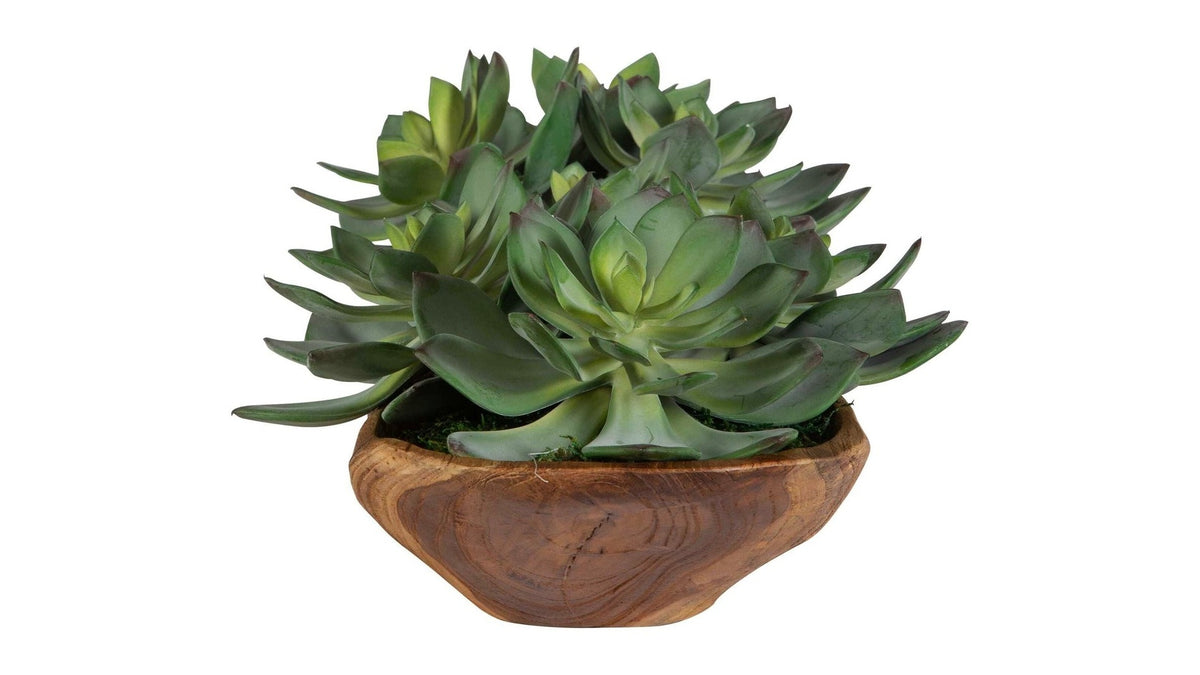 Yuma - Succulent Centerpiece - Dark Brown
