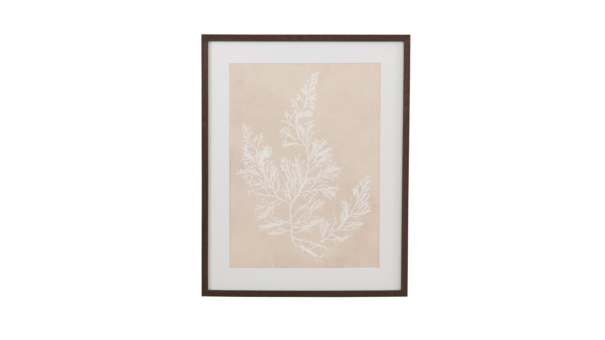 Cystoseira Faeniculacea Framed Print - Beige