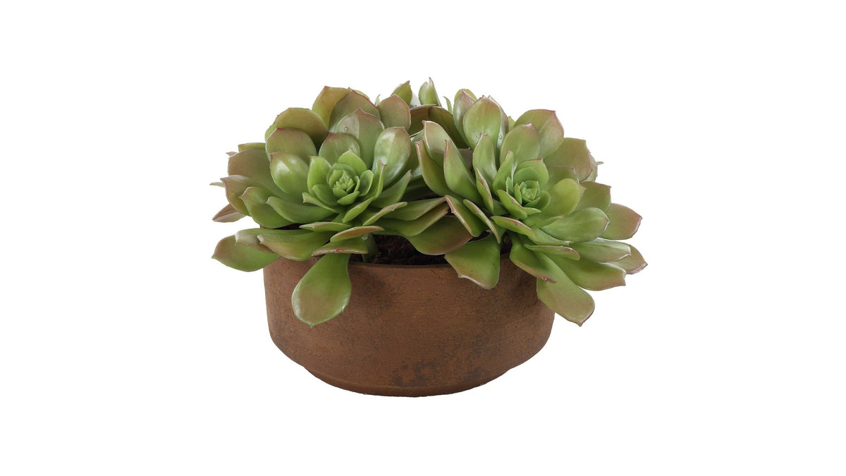 Sable Succulent - Accent In Pot - Brown / Green