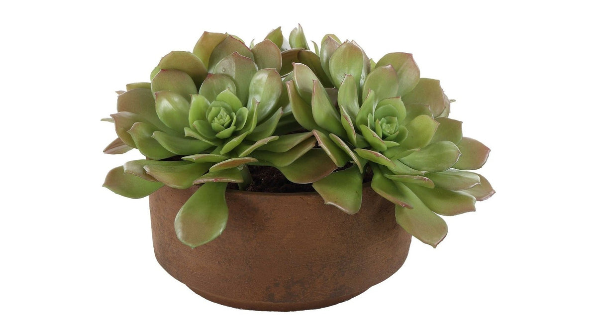 Sable Succulent - Accent In Pot - Brown / Green