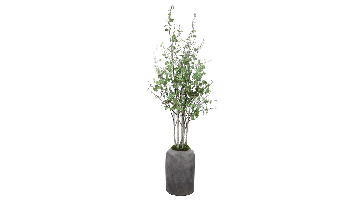 Aldis - Potted River Birch - Gray
