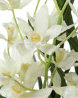 Ariana Orchid - Planter - Gray