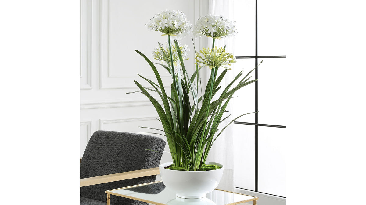 Purity Agapanthus - Centerpiece