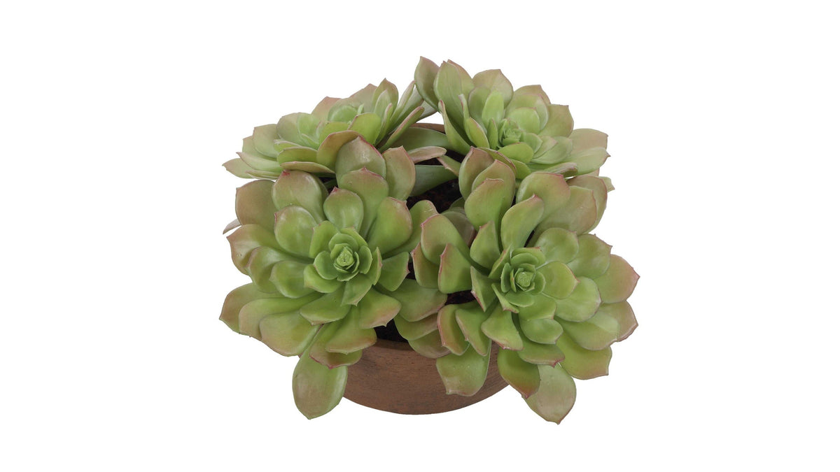 Sable Succulent - Accent In Pot - Brown / Green