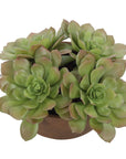Sable Succulent - Accent In Pot - Brown / Green