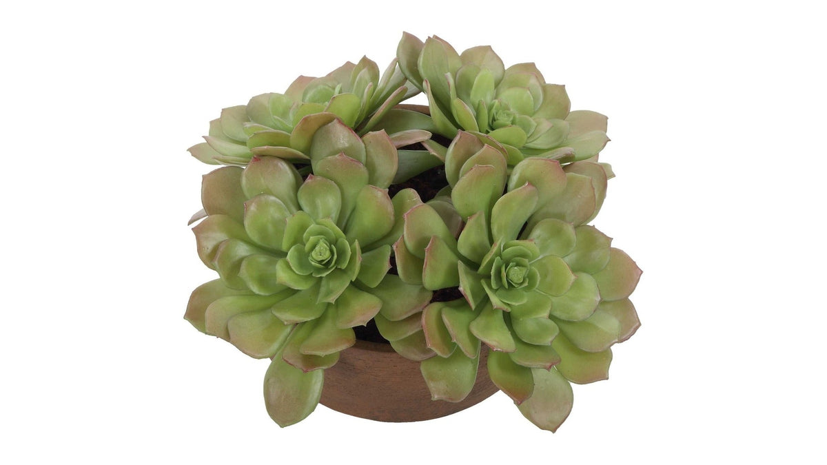 Sable Succulent - Accent In Pot - Brown / Green