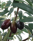 Marisol - Potted Olive Plant - Gray / Green