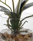 Glory Orchid - Fuchsia Orchid - Silver