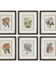 Orchid - Botanical Framed Prints (Set of 6) - Black / Blue / Gold / Green / Orange / Pink / Purple / Red
