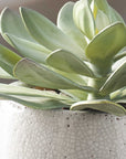 Dudleya - Outdoor Succulent - Gray / Green