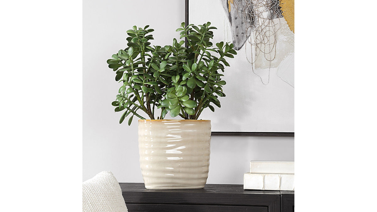 Crassula Jade - Accent Plant - Beige