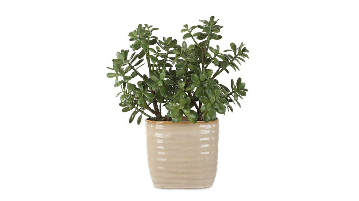Crassula Jade - Accent Plant - Beige
