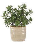 Crassula Jade - Accent Plant - Beige