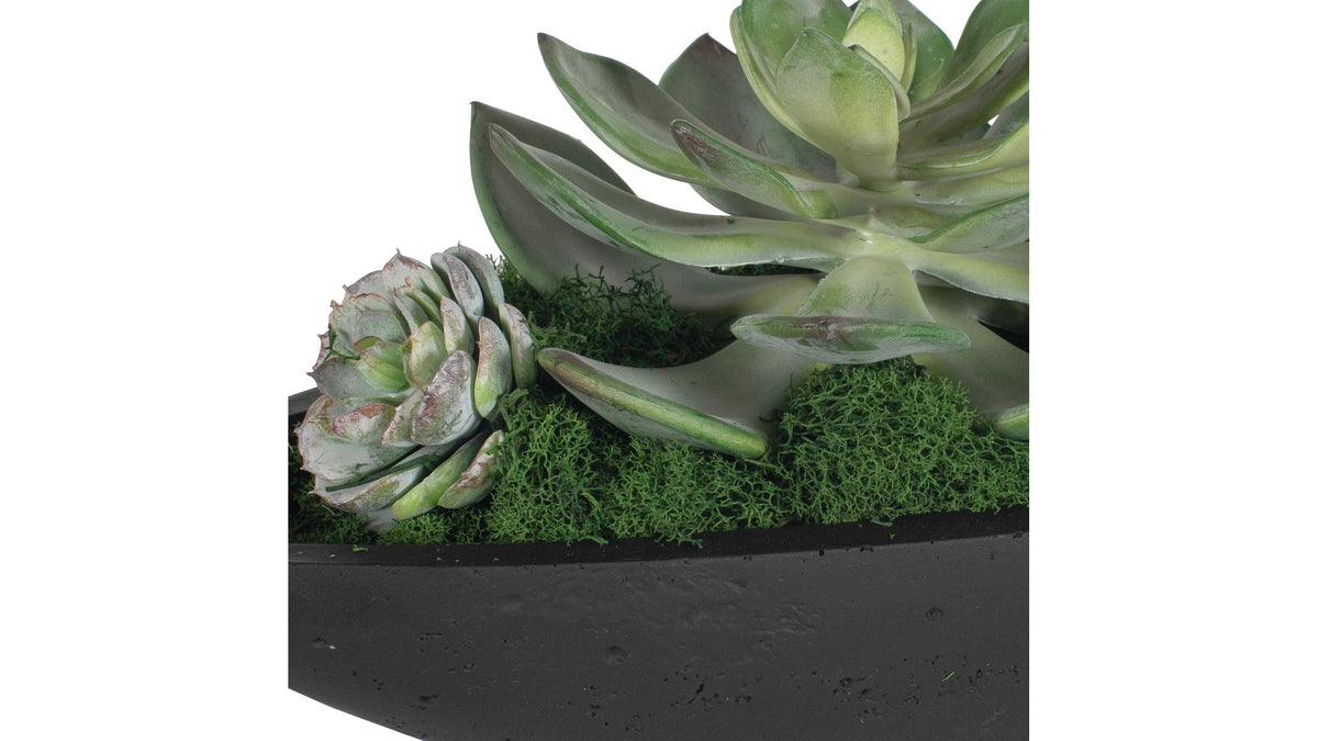 Verde - Succulent Centerpiece In Bowl - Black / Green