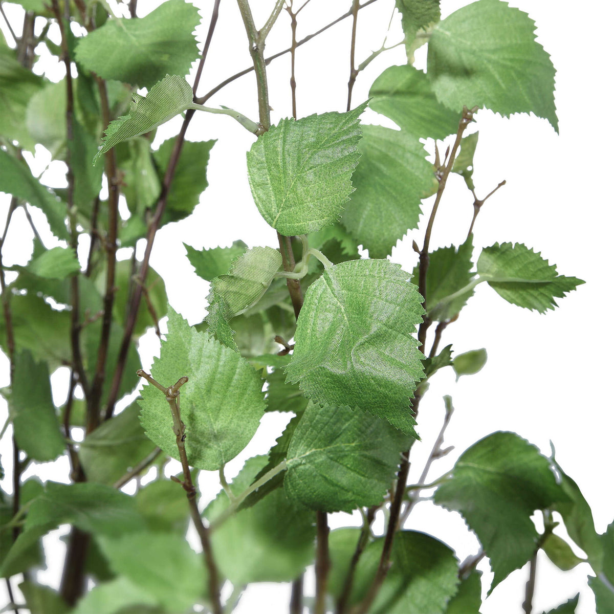 Aldis - Potted River Birch - Gray