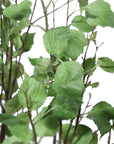 Aldis - Potted River Birch - Gray