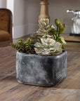 Alverio - Desert Garden Succulents - Gray