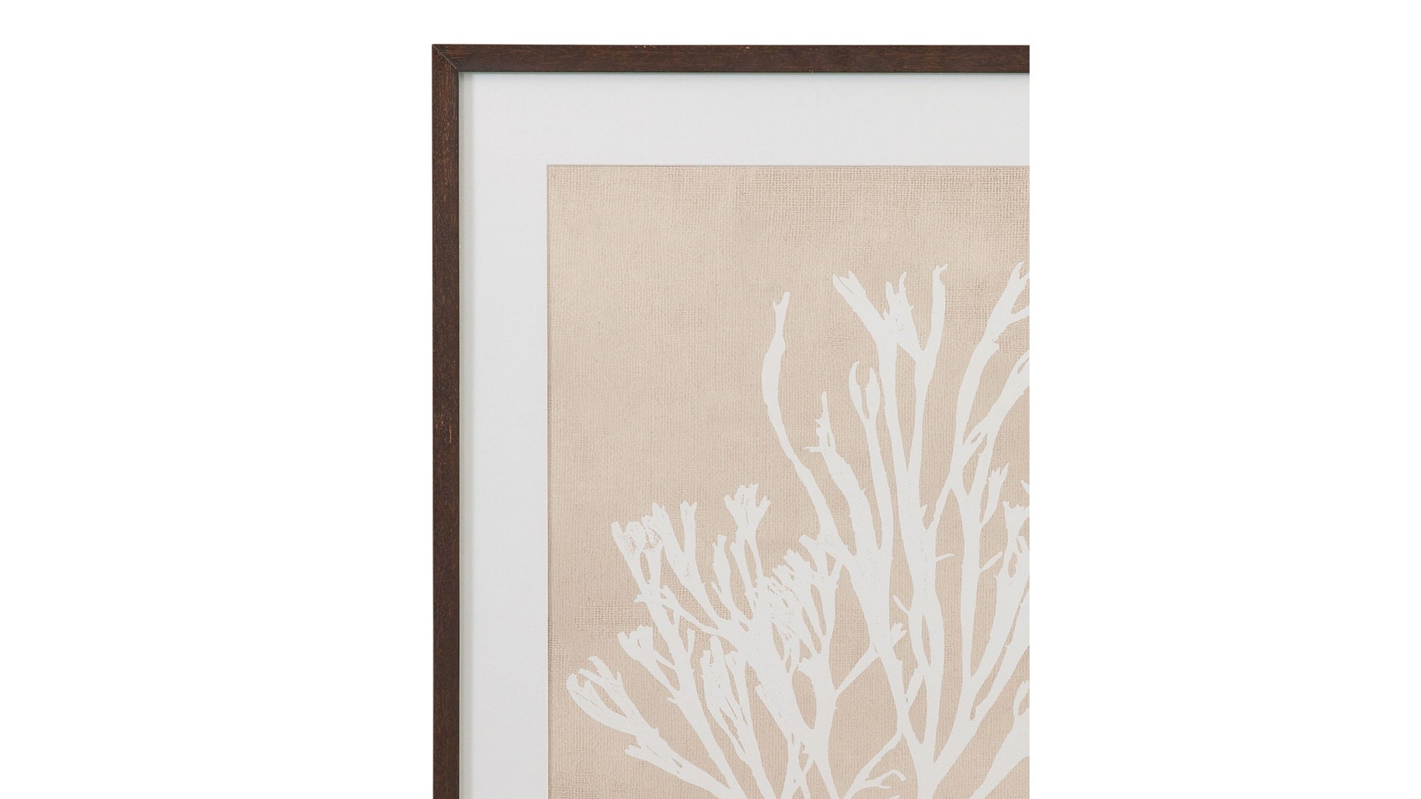 Gracilaria Multipartita Framed Print - Beige