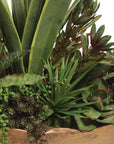 Salar - Succulents In Teak Bowl - Light Brown