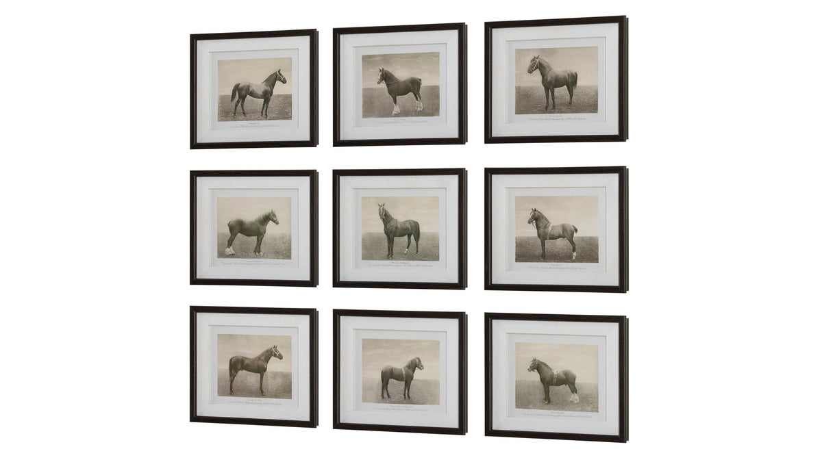 Equine Dynasty - Framed Prints (Set of 9)