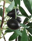 Olea - Potted Olive Tree - Green
