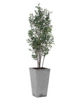 Sonora Olive - Tree In Planter - Gray / Green