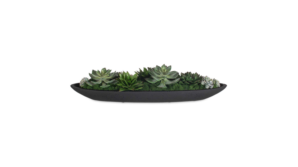 Verde - Succulent Centerpiece In Bowl - Black / Green