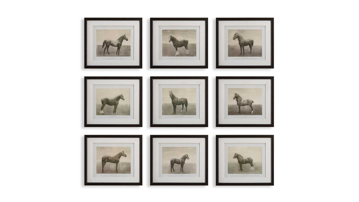 Equine Dynasty - Framed Prints (Set of 9)
