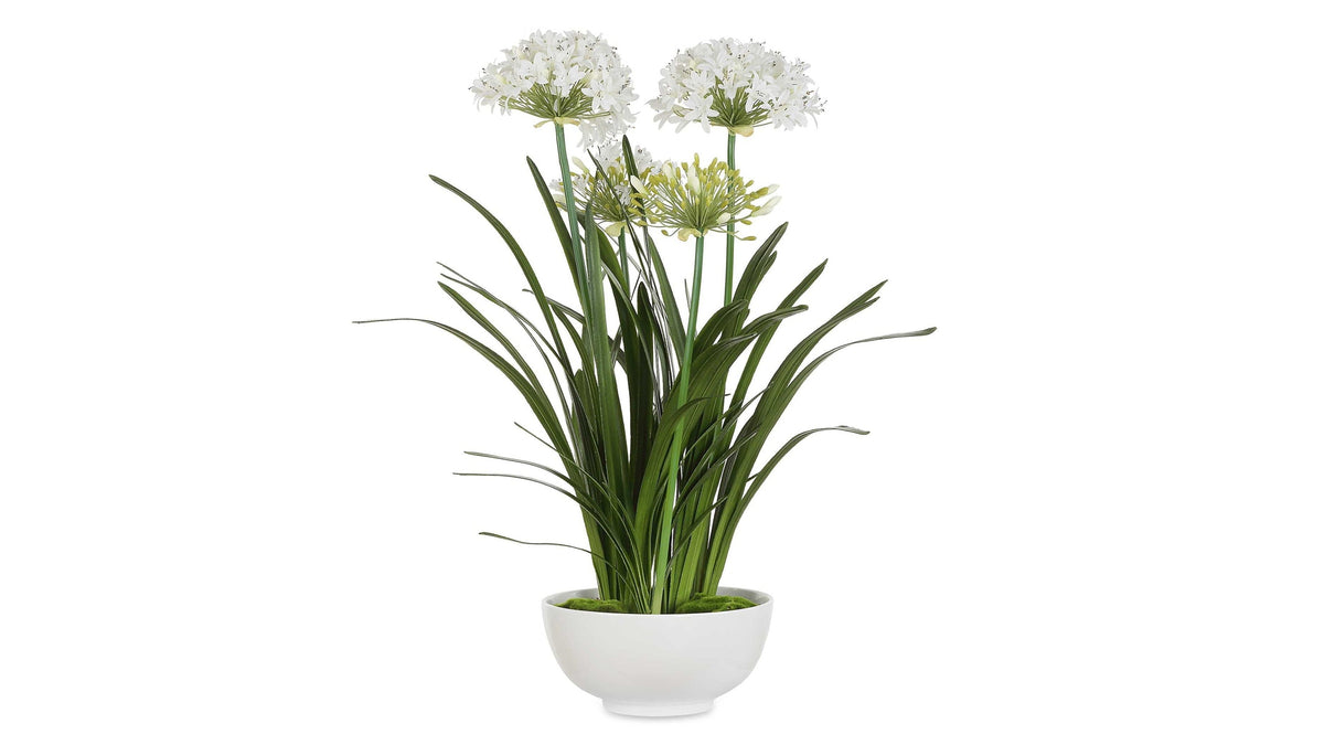 Purity Agapanthus - Centerpiece