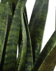 Sansera Snake - Accent Plant - Green