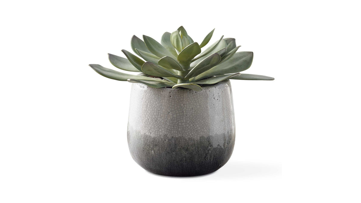 Dudleya - Outdoor Succulent - Gray / Green