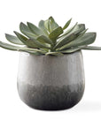 Dudleya - Outdoor Succulent - Gray / Green