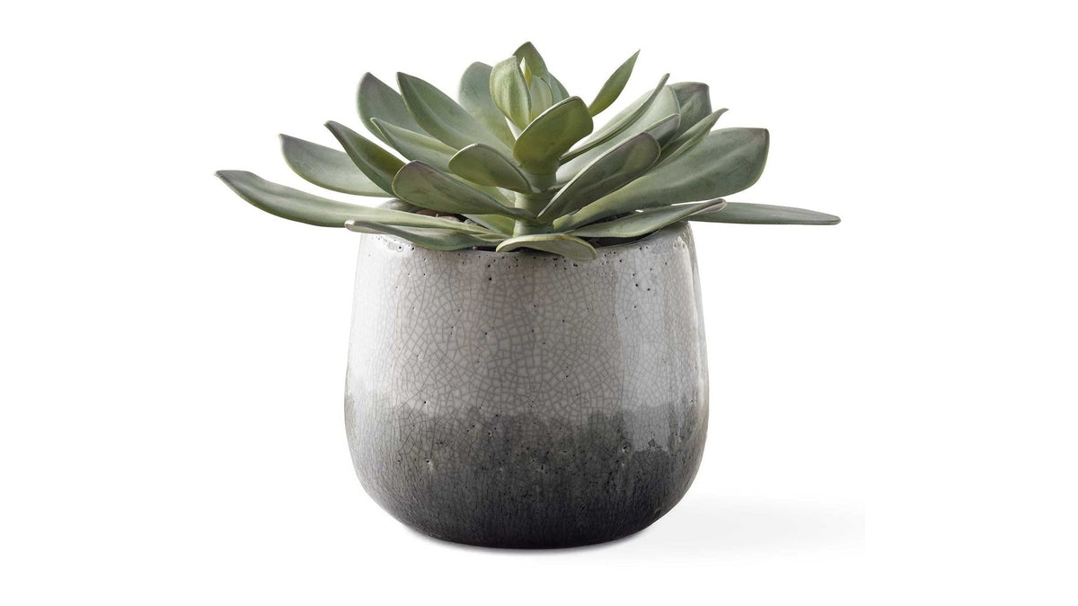 Dudleya - Outdoor Succulent - Gray / Green