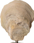 Oyster - Shell Sculptures (Set of 2) - Beige