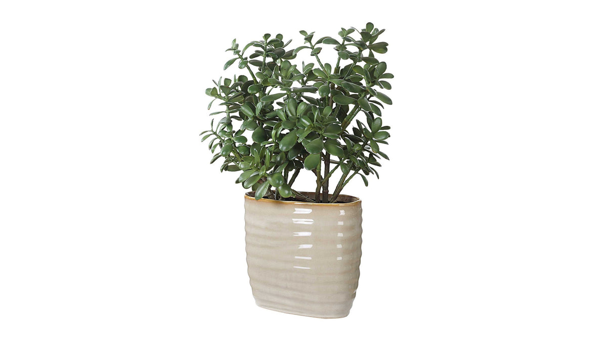 Crassula Jade - Accent Plant - Beige