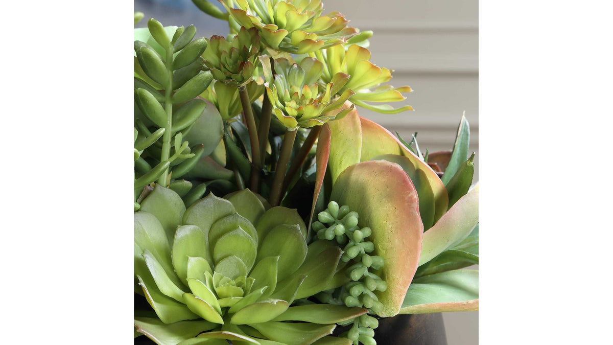 Mico - Indoor-Outdoor Succulent Centerpiece - Black,Green
