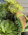 Mico - Indoor-Outdoor Succulent Centerpiece - Black,Green